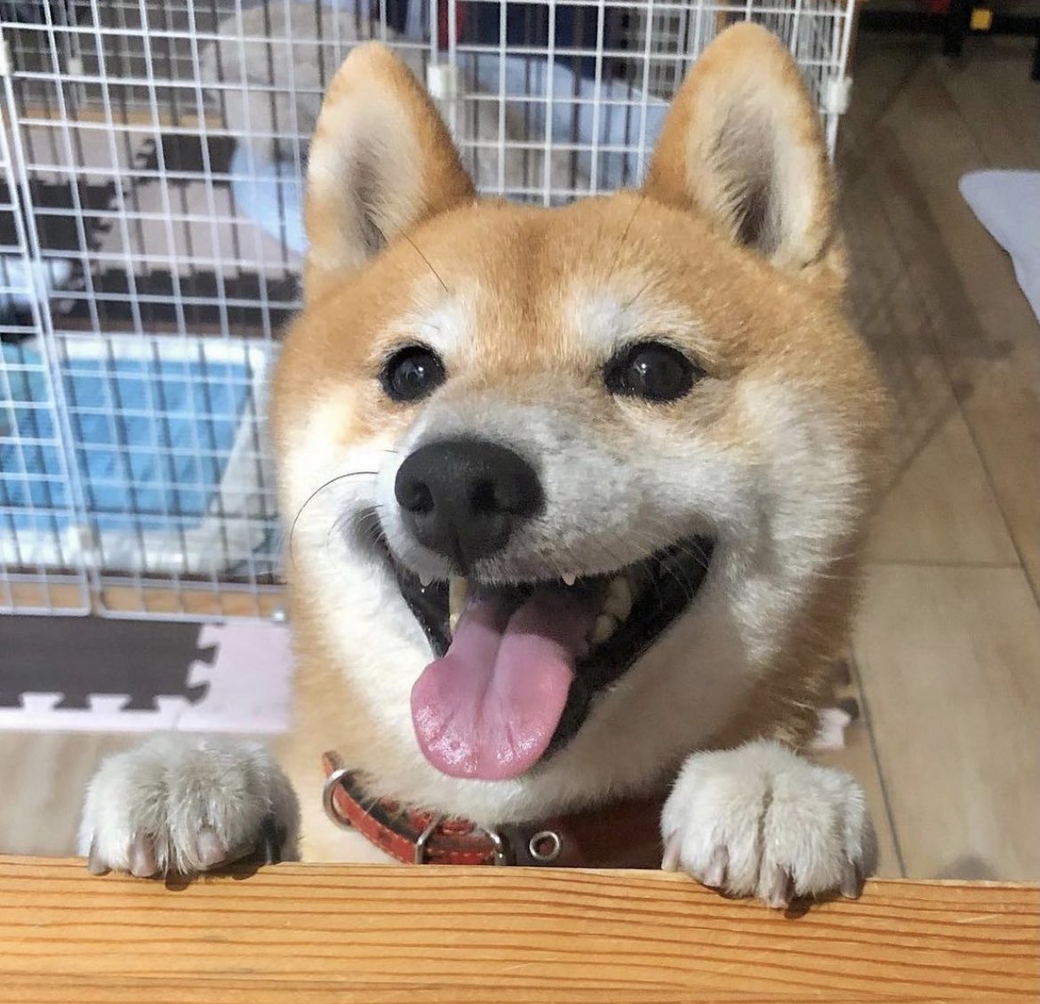ShibaTokenomics's tweet photo. HAPPY to be in the #SHIBARMY !!! LFG!! 🙌💎 #shiba #SHIB $shib #Crypto #CryptoNews #AcceptShib https://t.co/47N9sQ8DYv