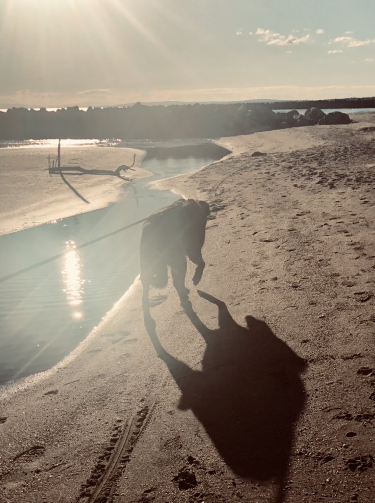 Just me and my shadow 🤭🐾🐾 #dogsoftwitter #dogs #heckcancer