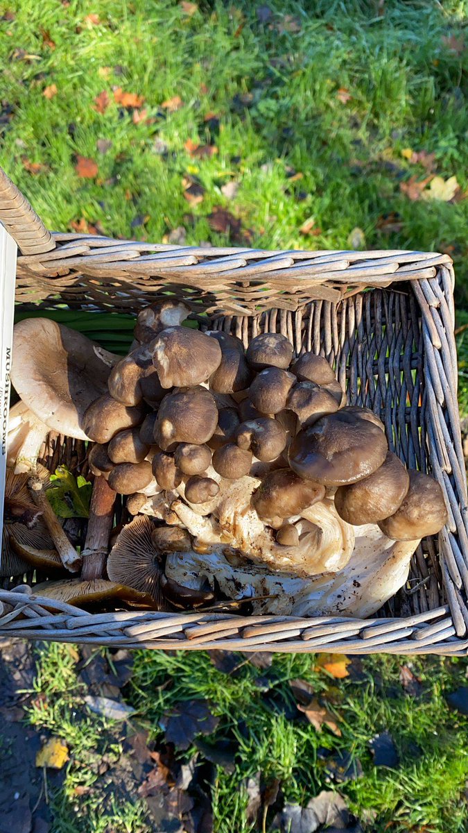Forager Sam with a lovely haul of mushrooms including winter chanterelle and clustered dome caps lately. Lots still. To be found!

totallywilduk.co.uk/foraging-cours…

#foraging #wildmushrooms #ukforagers #wildfood