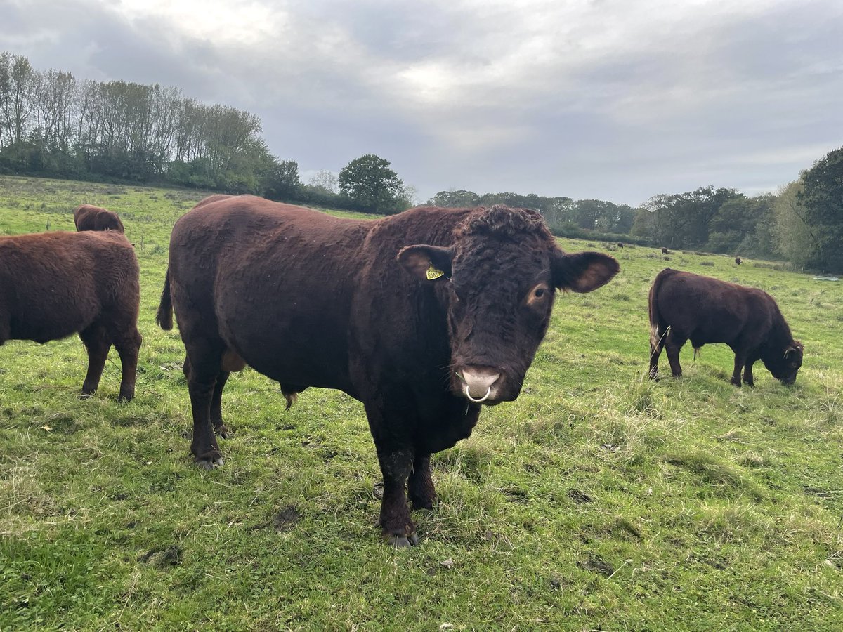 JPBWFarm's tweet photo. Tommy is a quiet bull. Today I was rolling hay out in the field &amp; next thing I know I’m on my back in the mud. Tommy had got his head under my backside &amp; thrown me in the air when trying to toss hay. I’m sore but unharmed. 11 farmers were killed by cattle in 2020. Stay safe https://t.co/J3txnwHosD