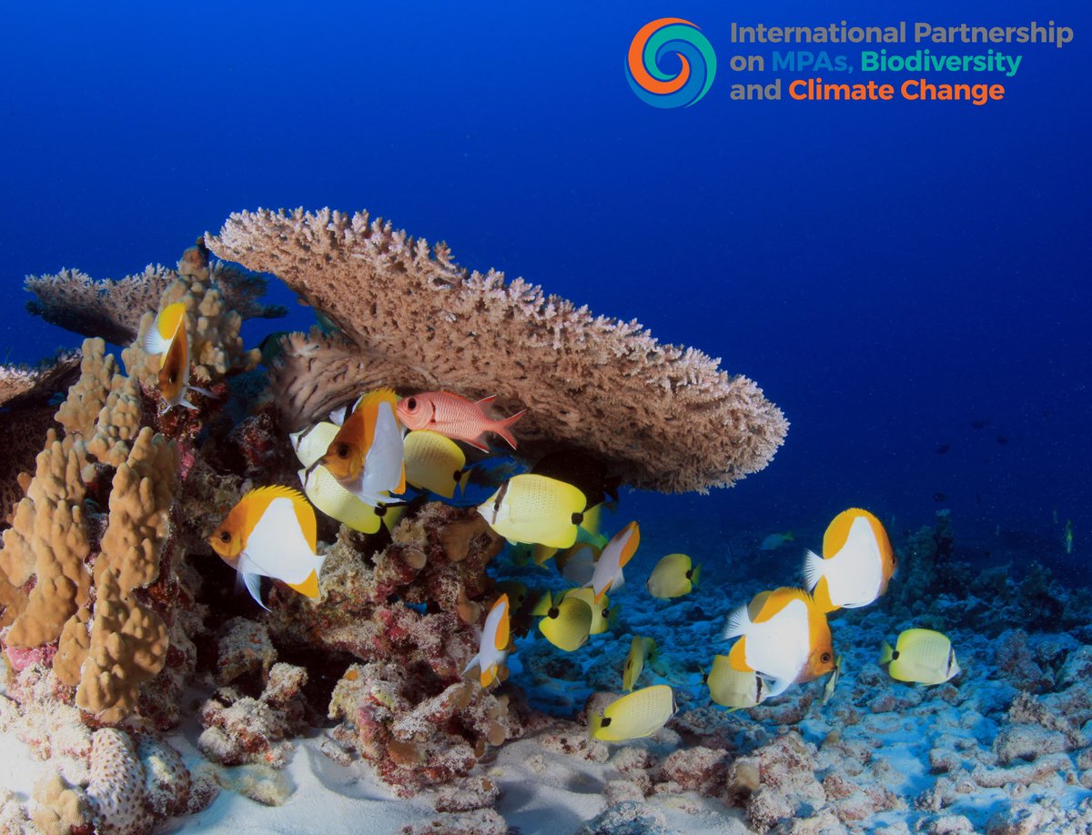 JNCC_UK's tweet photo. Nations must act now to protect key ocean habitats & the services the ocean provides to nature & people. Tune into “Ocean & Climate Ambition from COP25 to COP26 & Beyond” today at 11:30 GMT to learn what action is being taken. Visit https://t.co/b9UMoQDkgV
#MPABioclimate #COP26 https://t.co/jjXkZLcfNo
