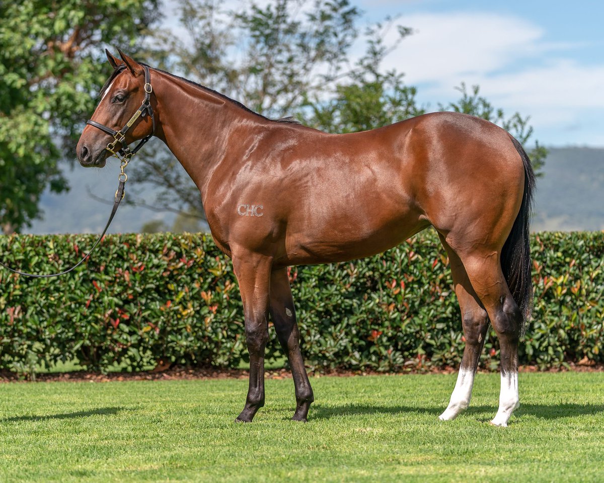 RacehorseNFT's tweet photo. Pedigree updates: Congratulations to Meritable (AUS) of @Chinahorseclub and a full brother to our Crystalane (AUS) ran 2nd in the Group 1 New Zealand 2000 Guineas @TDNAusNZ @SkyRacingAU @inglis_sales @ArrowfieldStud @DavidPBoehm1 @mark_mnracing @johnmooreracing @Georgejmoore8 https://t.co/SfIyhYUSsU