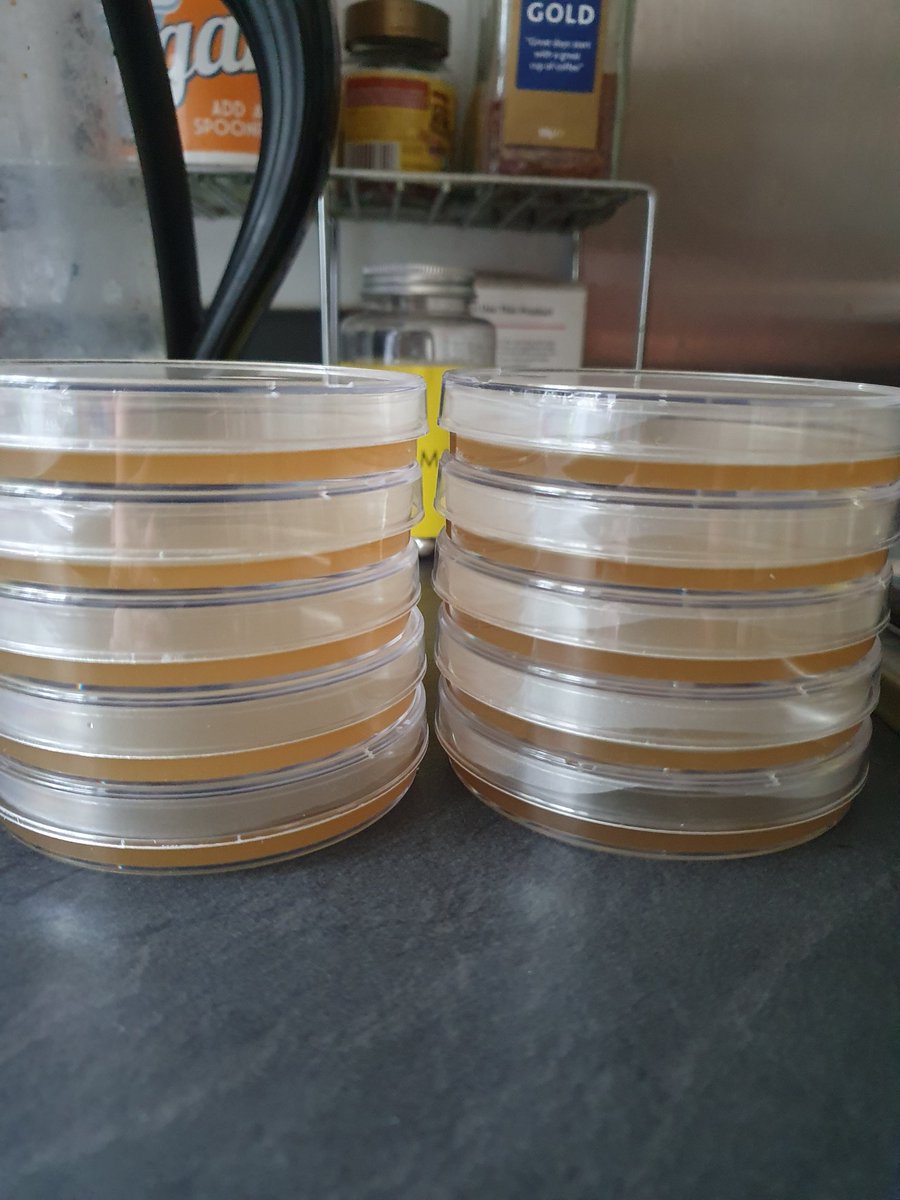 KellyOS05242350's tweet photo. Making agar plates with my kids to teach them about bacteria. My aseptic technique would make my lecturer never let me in the lab again! But it's good for the kids! #teachingfun #agar #bacteria #education #STEM #science @DerbyUni @drelliott0net https://t.co/K3cN9gmH1I