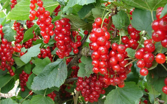 EkoFarmaSibnica's tweet photo. Prodajem sadnice crvene ribizle. Sadnice su sa izuzetno jakim korenovim sistemom, spremne za jesenju sadnju!
Plod crvene ribizle sadrži više vitamina C od limuna.
Cena jedne sadnice je 200 dinara. Šaljem postexpressom! Molim RT ❤️
#crvenaribizla #prodaja #sadnice #serbianherbs https://t.co/MsPPAf4vem