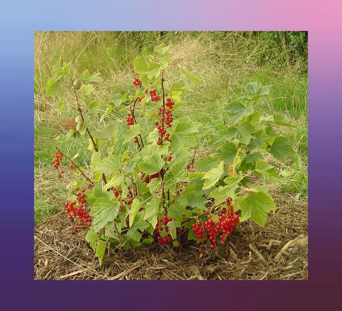 EkoFarmaSibnica's tweet photo. Prodajem sadnice crvene ribizle. Sadnice su sa izuzetno jakim korenovim sistemom, spremne za jesenju sadnju!
Plod crvene ribizle sadrži više vitamina C od limuna.
Cena jedne sadnice je 200 dinara. Šaljem postexpressom! Molim RT ❤️
#crvenaribizla #prodaja #sadnice #serbianherbs https://t.co/MsPPAf4vem