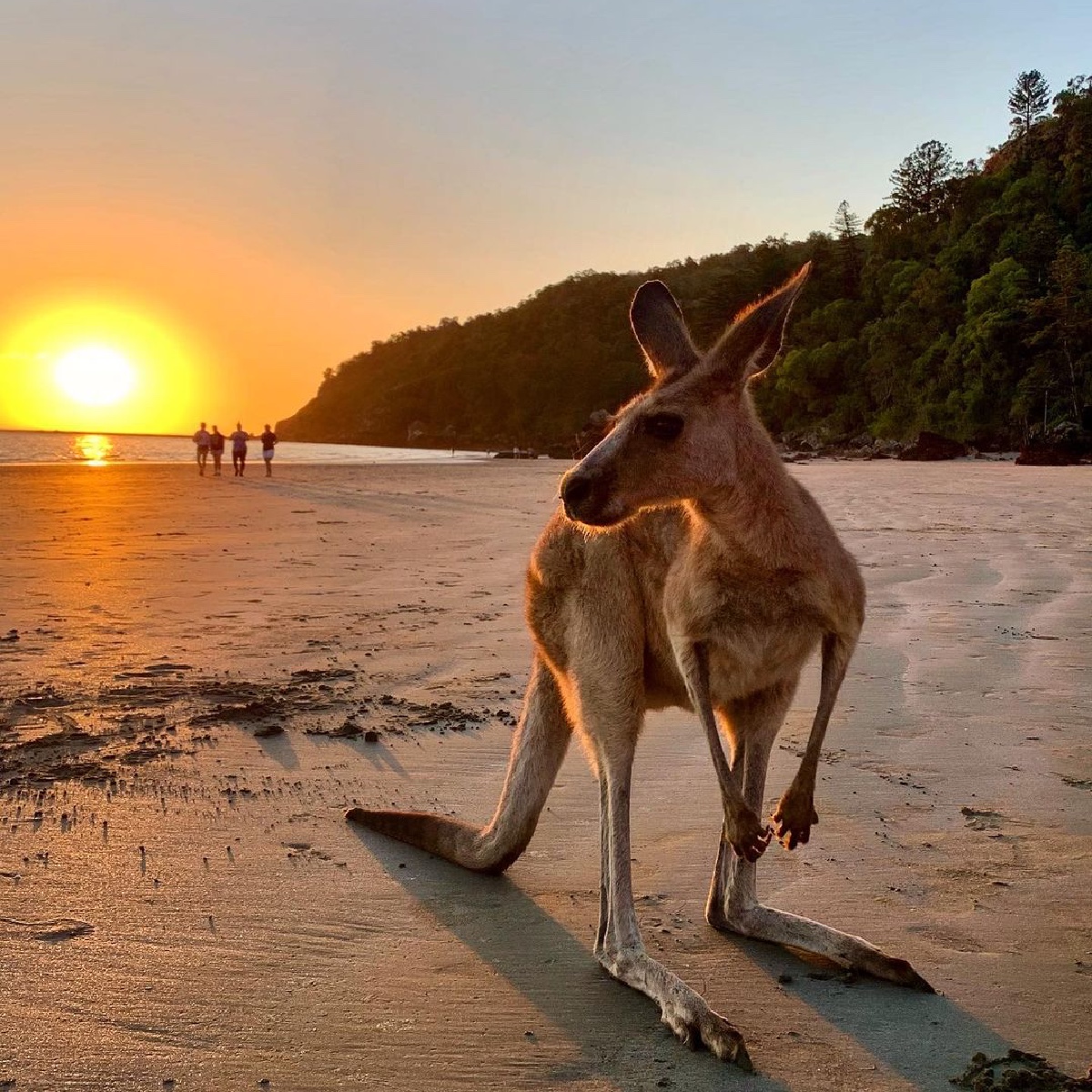 fabionodariph's tweet photo. #travel Australia: Strike a pose, there's nothing to it 😎 

IG/lamochiladekate had a rather cheeky tour guide at #CapeHillsboroughNationalPark in @Queensland's @VisitMackay region, home to the Yuibera people. 

#seeaustralia #thisisqueensland #visitm… https://t.co/FVpS59tyoS