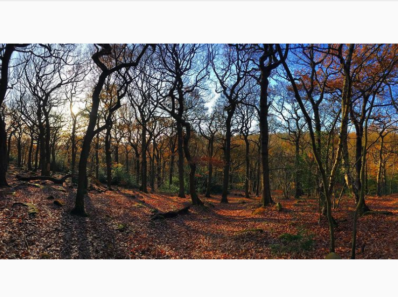 LeedsWaterside's tweet photo. Looking for a scenic spot for an autumn stroll? Meanwood Valley trail is known as the 'green artery' of Leeds, a 7 mile walk encompassing lots of the city's parks. Find out more at https://t.co/5dlnKlKKx4 #leedswalks

 📷: @wellnesswins https://t.co/SQuWavSuMB