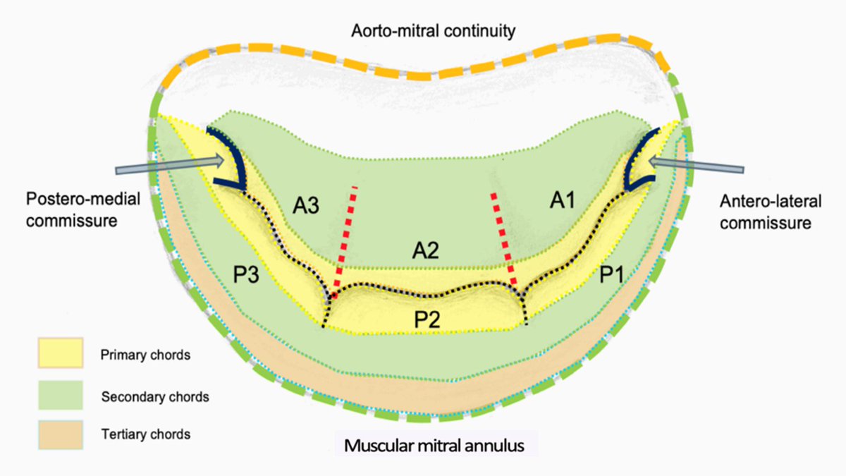 Have you checked out our NEW mitral valve guideline yet? We've had great feedback from the echo community - read it here: ow.ly/QerH50GAUc1