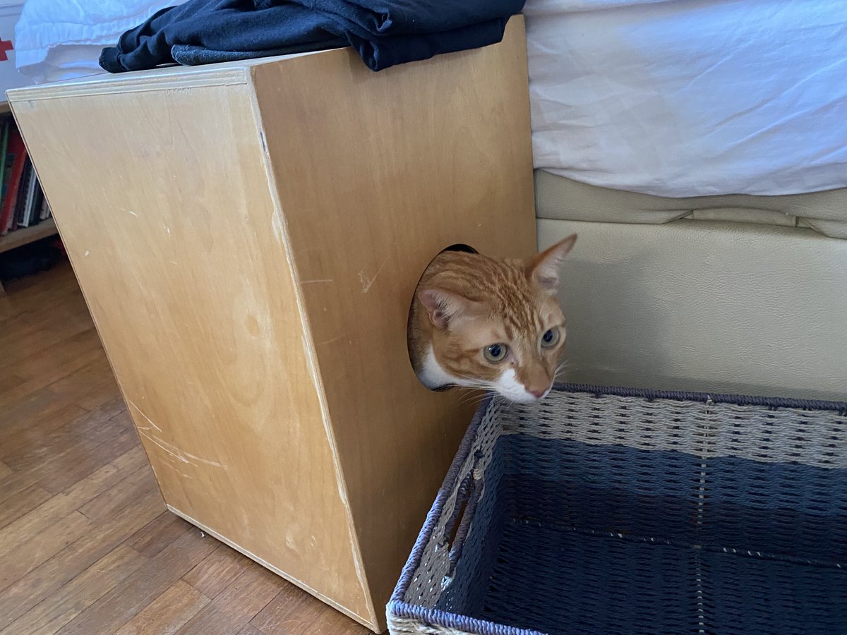 #cat in #cajon