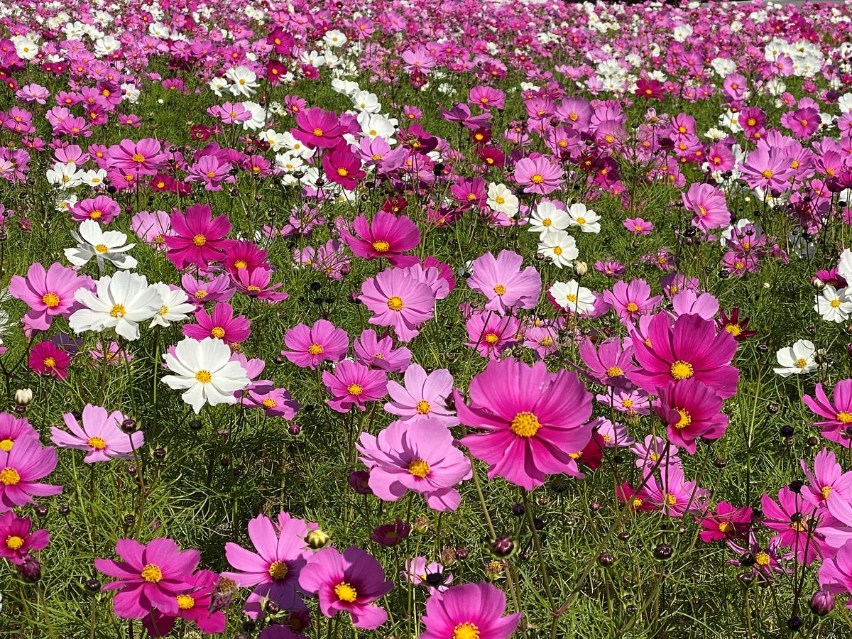 Astat Awl 道の駅 塩津海道あぢかまの里 では コスモス 畑が見頃になっているそうですよ お花畑を見ながら美味しいモノを食べれば 日々の疲れも癒されるかもしれませんね 滋賀県 奥琵琶湖 西浅井 長浜市 奥琵琶湖パークウェイ 出口付近
