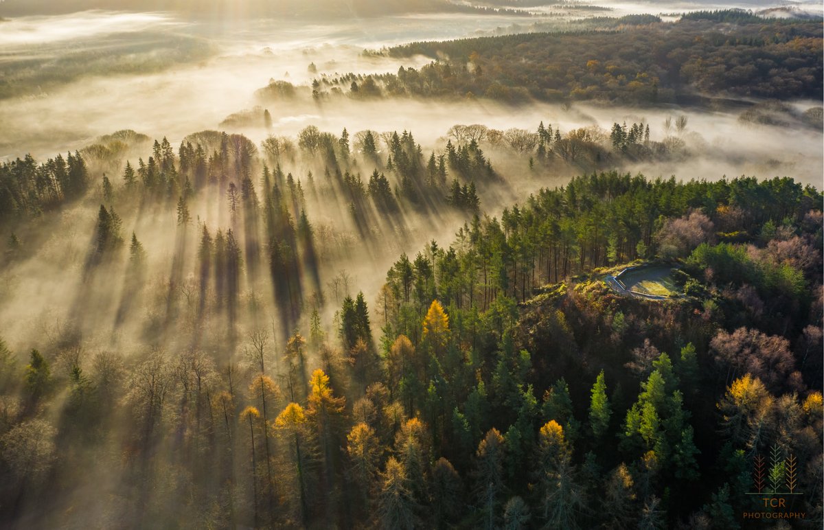 Forestry England tweet media