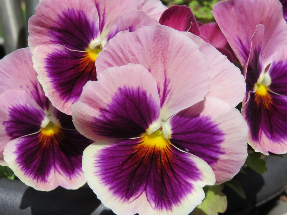 Have a read of our November Newsletter for an exclusive look at what we have to offer this Christmas at Blenheim! Plus, you can find all your monthly gardening tips, lots of new images of our plant area and much more!  - mailchi.mp/2111949751dd/a…