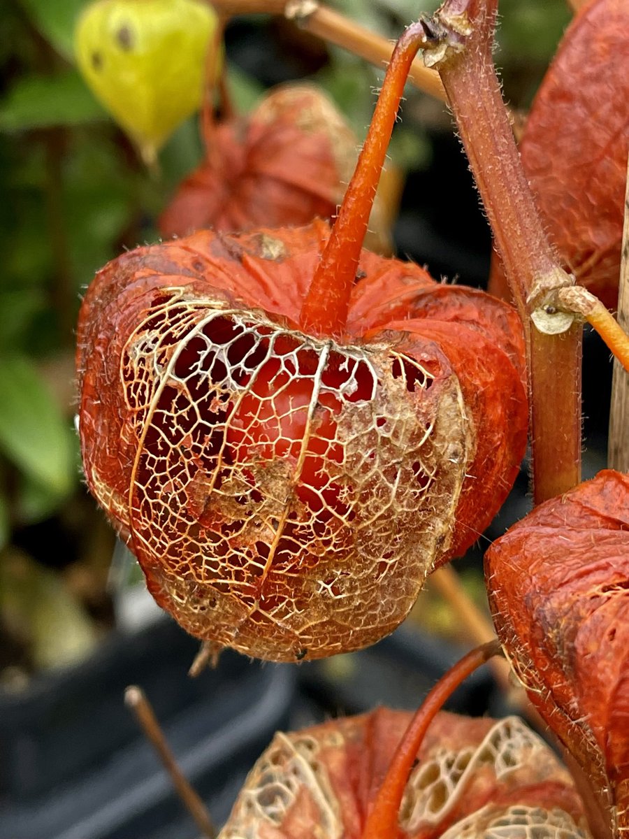 Love this delicate Physalis (Chinese Lantern) from a couple of weeks ago 😊📸  @StormHour @ThePhotoHour @ePHOTOzine @YourAwesomePix @bbcweather @TheFlowerWorld @The_RHS #iPhone12ProMax #ChineseLantern