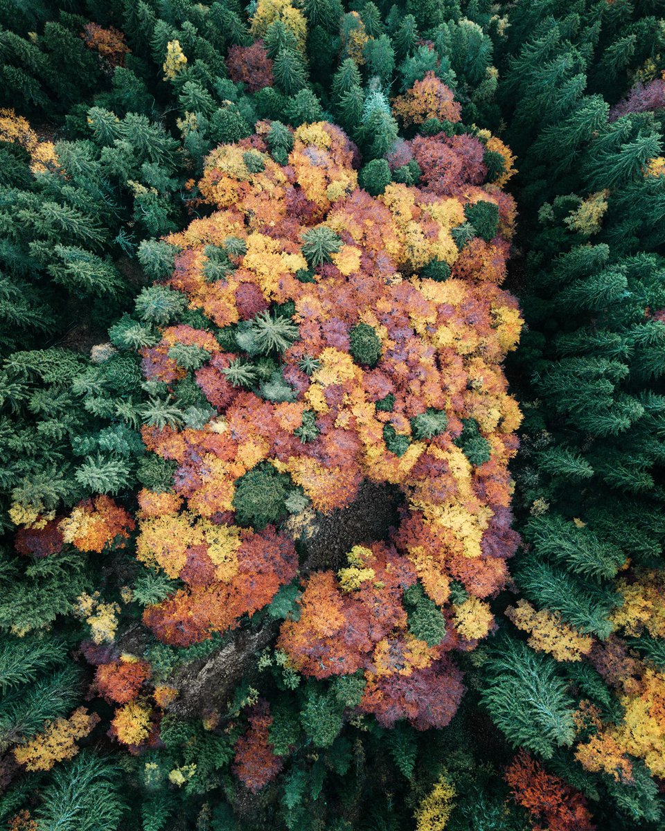 VB_Photography's tweet photo. A bouquet of colorful #autumn trees somewhere in the beautiful Bulgarian #mountains.⠀
https://t.co/EYlmXRGpfB
#drone #bulgaria https://t.co/rHByrtfakS