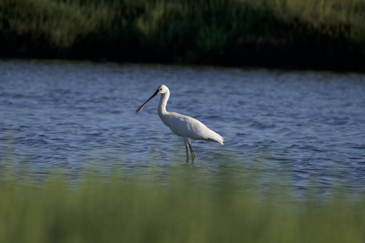 JS_Hotels's tweet photo. Mallorca's Albufera gilt als das größte Feuchtgebiet der Balearen und als besonderes Schutzgebiet für mehr als zweihundert verschiedene Vogelarten. Für Vogelliebhaber #birdwatching sind unsere Hotels #JSAlcudiMar und #JSSoldeAlcudia die perfekten Unterkünfte. https://t.co/gICGyOSNfR