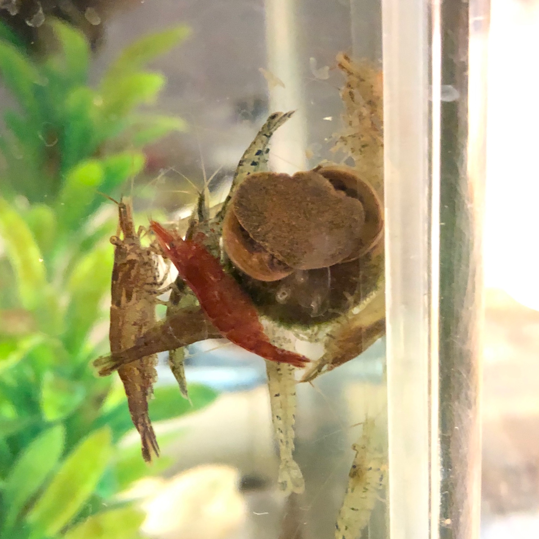 かにまる王子 タニシにエビが大集結しています タニシを襲っているのか タニシについているコケを食べたいのか はてさて キャンドゥ の 偏光レンズ で撮影しました タニシ エビ Shrimp Riversnail Snail 田螺 海老 T Co P3d56aenle