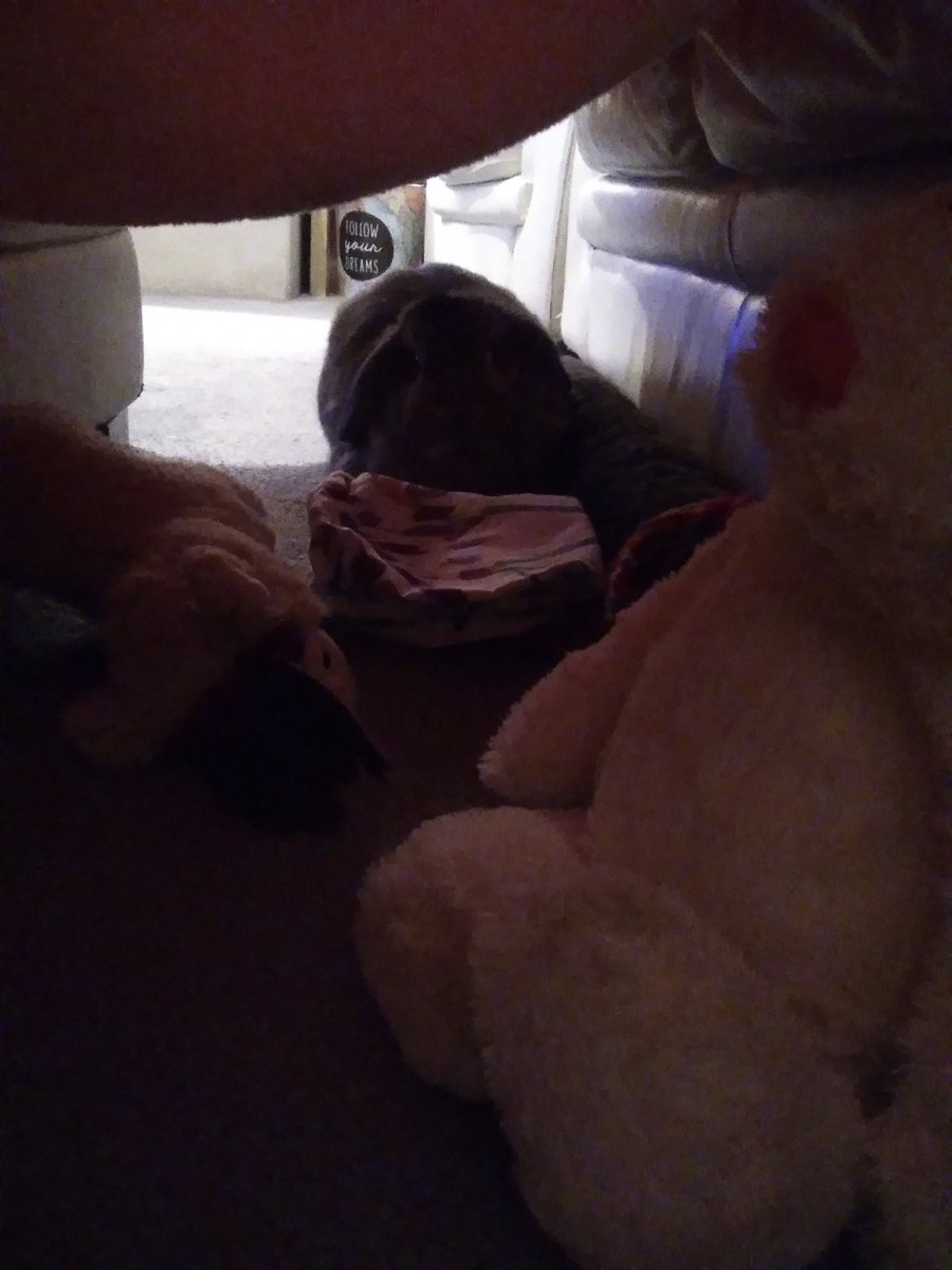 RabbitsLoveHay's tweet photo. @kweeenkent @Tesco @ClassicFM Thank you. We tried making a den, calming sprays and calming music, but she still didn't like the fireworks. I'll give @ClassicFM a try though tonight x https://t.co/VUNJM0ILkK