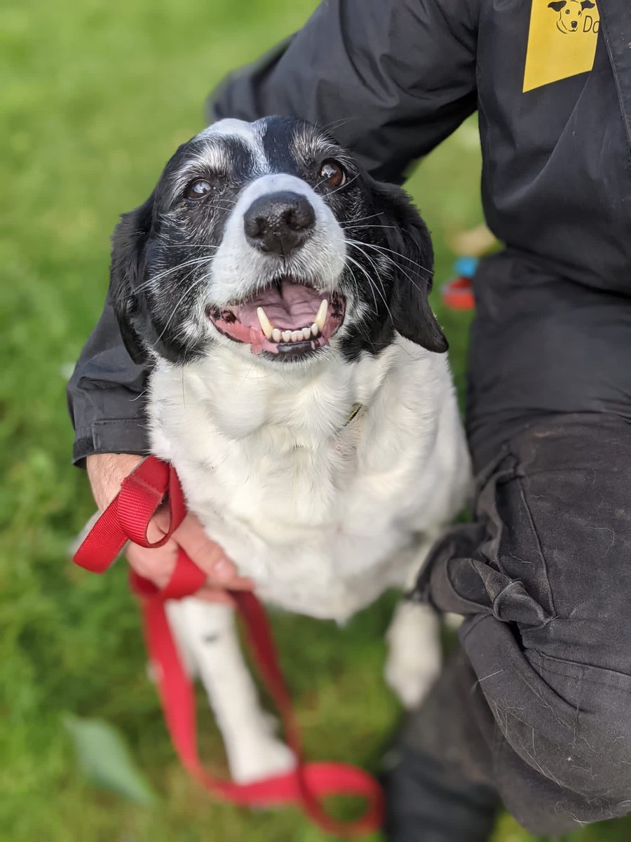 DT_Ballymena's tweet photo. A smiley girl for you this Saturday 😍  gorgeous girl Hollie is so ready to meet her #specialsomeone can you tell? 🐾 #adoptme #adifl #olderagedpooch @DogsTrust https://t.co/5cnndXqQuj