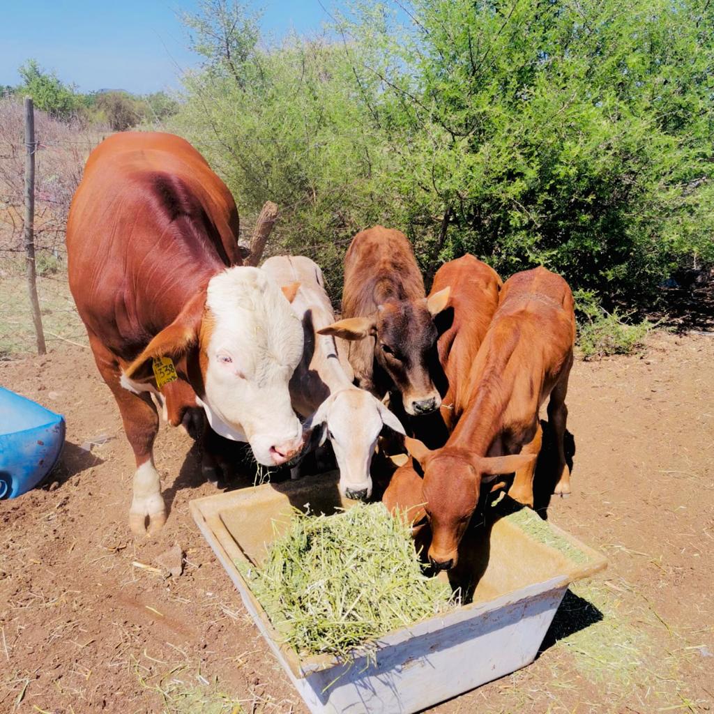 plaasmeisieMBL's tweet photo. Farm girl diaries #farmgirl #Brahman #YoungAndFarming #YoungAndHappy #FarmingTwitter #dipilogroupza #Simbra https://t.co/YLAJbgSbob