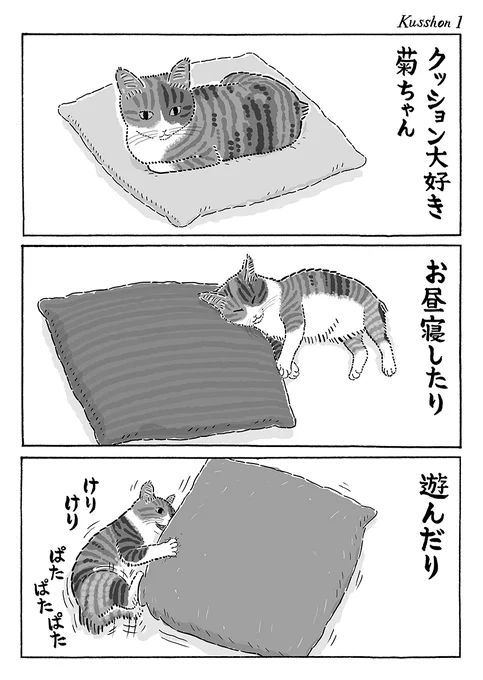 2ページ猫漫画「クッション大好き」 #猫の菊ちゃん 
