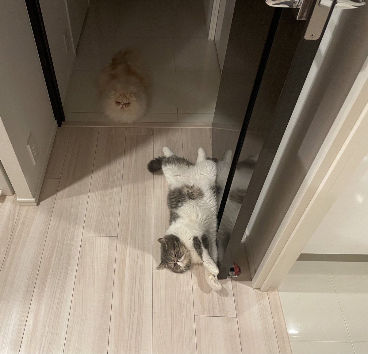 shigeyumomo's tweet photo. momotaro「I'm a superman cat! = スーパーマン猫だよ!」
#superman #supermancat #cat #catstagram #instacat #meowstagram #exoticshorthaircat #persiancat #スーパーマン #スーパーマン猫 #猫 #ねこ #にゃんすたぐらむ #はなぺちゃ #エキゾチックショートヘア #ペルシャ猫 https://t.co/1LriAf0WCO