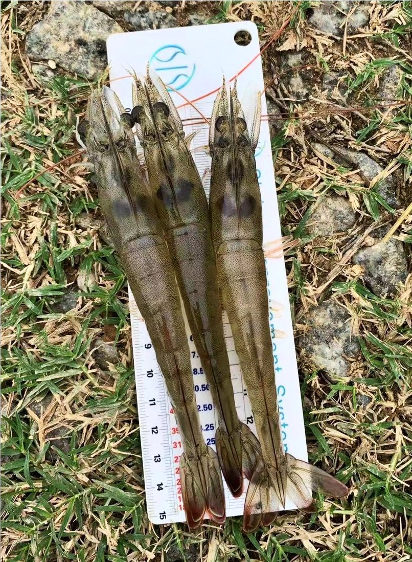 SIS ROBUST LINE in CHINA 🇨🇳

SIS Robust Line is designed for challenging environment. With its hardiness, this shrimp line is expected to survive with good growth and size uniformity.

#ShrimpImprovementSystems
#SPFBroodstock
#RobustLine
#CHINA