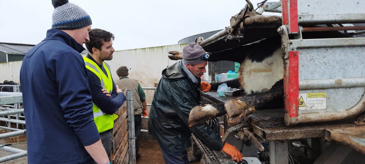 SalesianAg's tweet photo. Teat sealing of heifers this morning with vet Robert Flahive assisted by staff member @PawelMiaskiewic The @teagasc Distance Education students getting real hands on practical experience @animalhealthire https://t.co/nMXK3er0vl