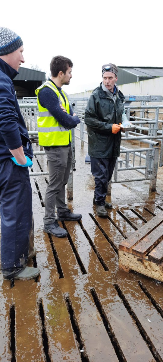 SalesianAg's tweet photo. Teat sealing of heifers this morning with vet Robert Flahive assisted by staff member @PawelMiaskiewic The @teagasc Distance Education students getting real hands on practical experience @animalhealthire https://t.co/nMXK3er0vl