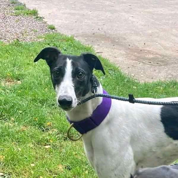 NWDogRescue's tweet photo. Meet Chelsea who needs a furever home.  Please RT all details here
https://t.co/naxmxA2UGM https://t.co/ujCZHjCtRb