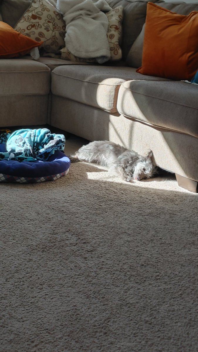 Life is very hairy and too ruff!