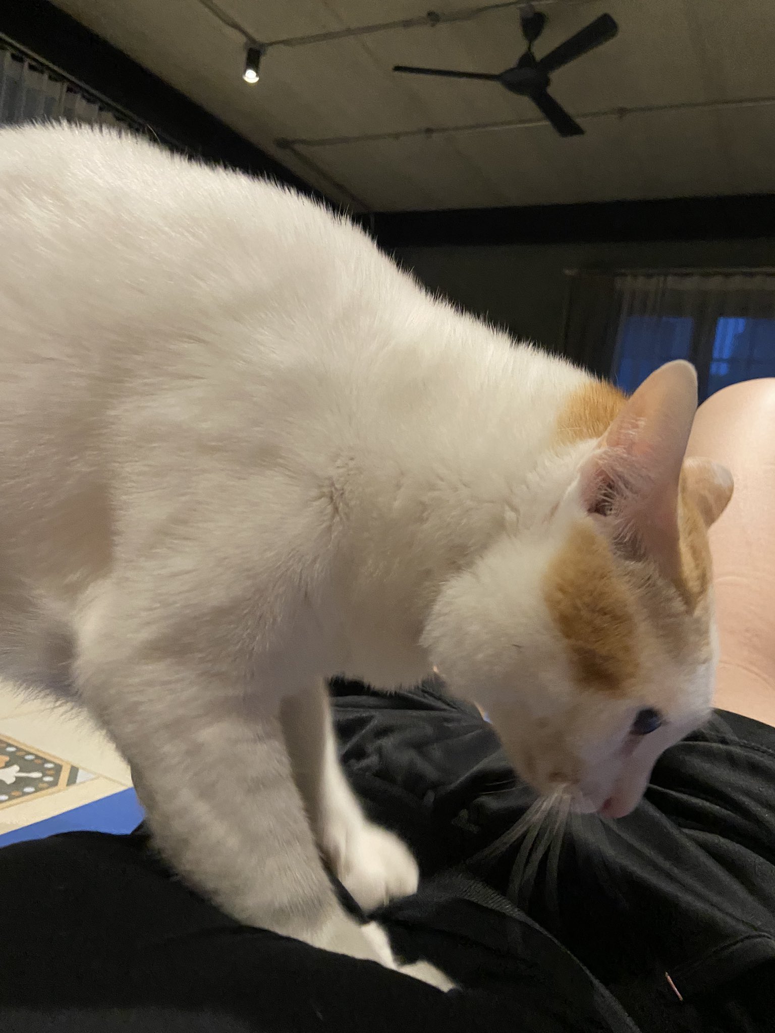 マッサージ猫 Twitter Search Twitter