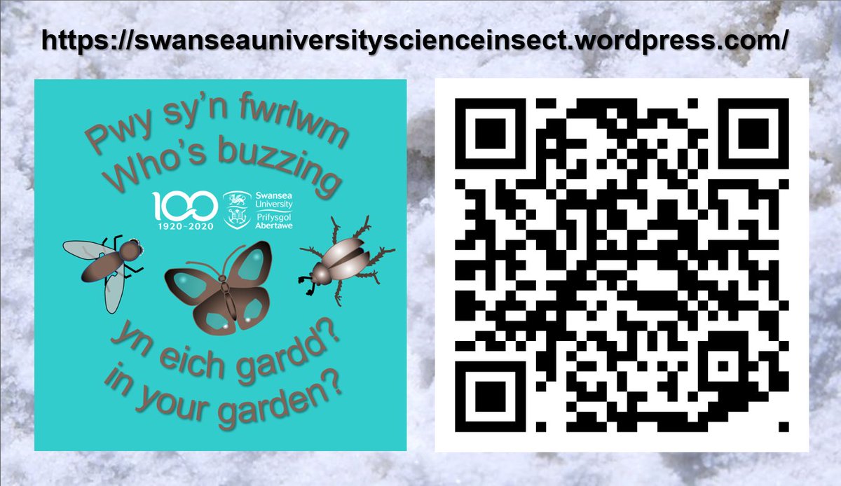 CountBugs's tweet photo. Start recording insects in your garden this winter!  Check out our website https://t.co/KpewI25mo1 - it's easy to add your records and photos with links to Google and Microsoft forms https://t.co/fEi6TK2tFF