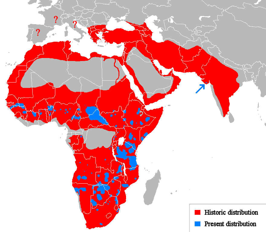 SimonPerera's tweet photo. Qué horror lo que hemos hecho con el león.

En rojo, su rango histórico.
En azul, donde sobrevive hoy en día. https://t.co/jFM8Yj9s0Z