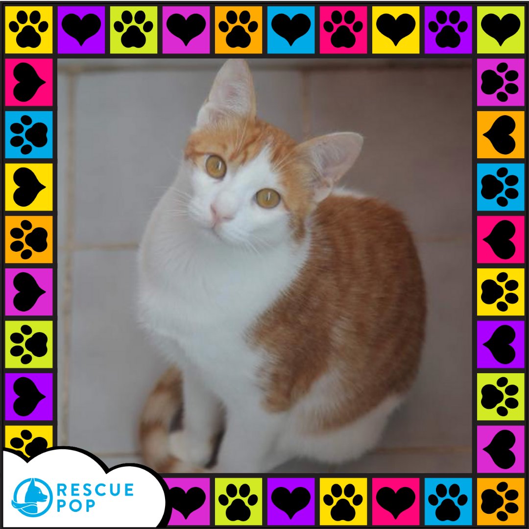 RescuePopPets's tweet photo. Say meowllo to Brandino, today's #RescuePopFuriend! 🐱💕👋 His favorite phrase? "Are you hungry?"
#RescuePop #AdoptPureLove #AdoptDontShop #UltimuttGuide #PetAdoptionGuide #rescueisthebestbreed #iloverescuecats
#arabianmau #adoptacat #rescuecatsarethebest #meowoftheday https://t.co/AseeYs05tZ