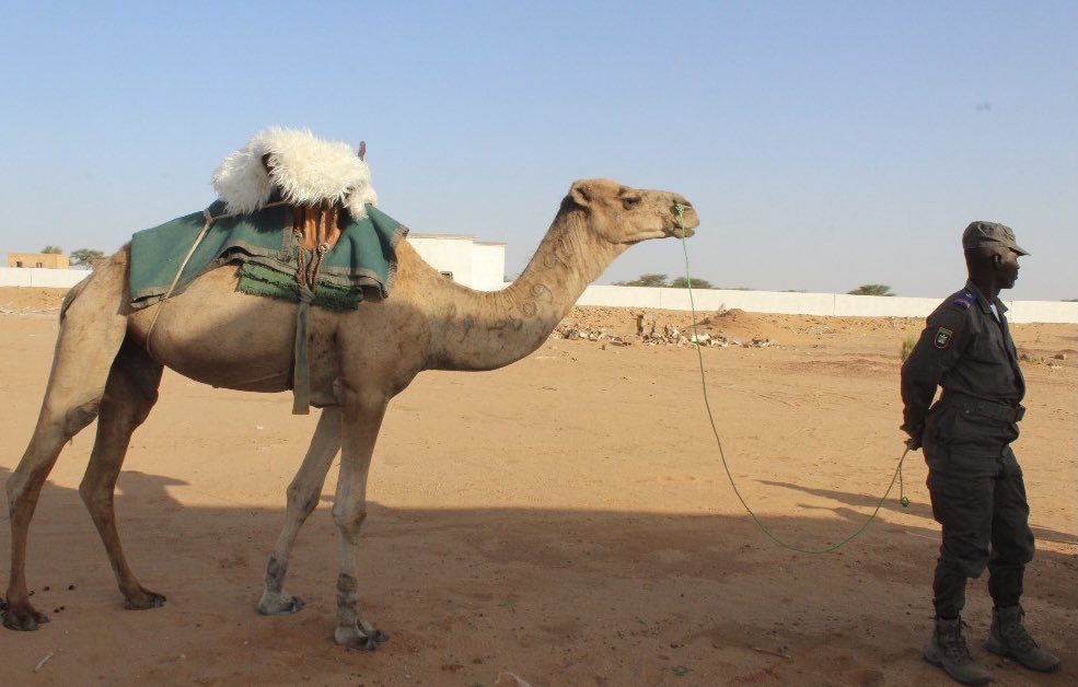 GwilymCJones's tweet photo. Les Unités Méharistes, groupement nomade sillonnant le désert à dos de dromadaire. #UEsoutien la lutte contre le #terrorisme dans ce vaste espace entre la Mauritanie et le #Mali. #Ghawdat @_THEMIIS_ #Sahel https://t.co/dgdqz1Ul0Z