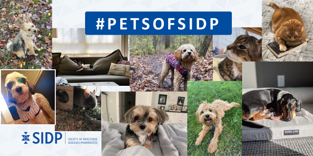 SIDPharm's tweet photo. Its almost time for the #SIDP2021 and you know what that means!!!!!

#PetsofSIDP  TIME🤗🤗🤗🤗🤗🤗

Send out a snap of your furry friend throughout the meeting and be sure to use our the meeting hashtag #sidp2021 and of course #PetsofSIDP 🤍🤍🤍 https://t.co/eorVga8pHg