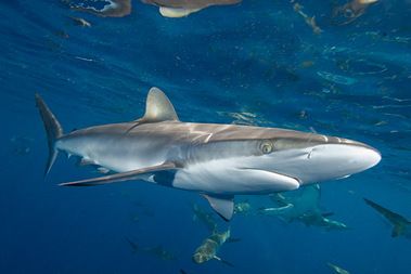 mcmsharksxx's tweet photo. Who doesn't love a good #SharkSaturday with @finsunited? #TFUI is lovin' the silky #shark (Carcharhinus falciformis) on the Bite Blog: https://t.co/Nxn2BPuXqN
#Finfact: This shark is commonly found in the tropical, epipelagic waters of the Atlantic, Pacific & Indian Oceans. https://t.co/OMGtes8U2o