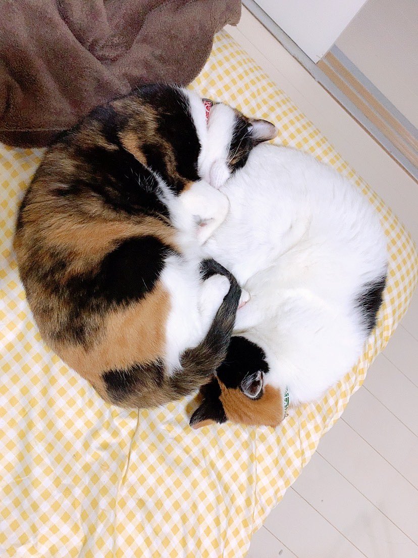 _123456_de's tweet photo. これ https://t.co/pFDMTLYGyF