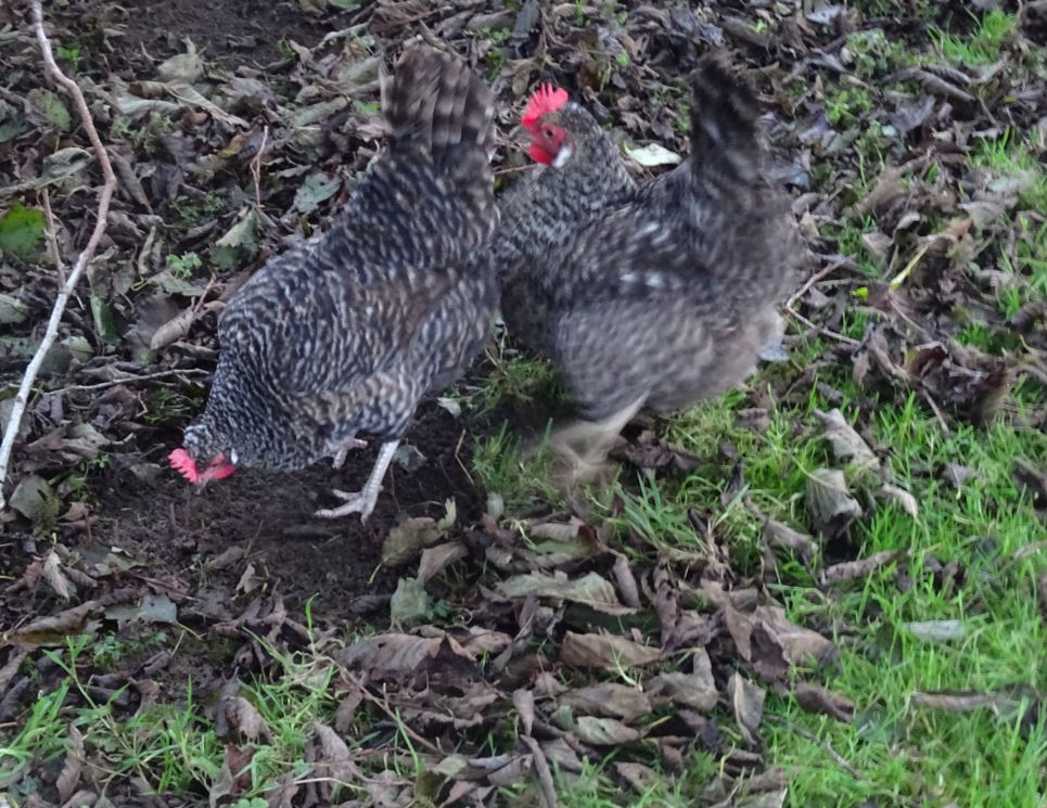 ChickensGreen's tweet photo. The hens love rummaging around in all the fallen autumn leaves. It keeps them busy and active all day long. 🐓🐓🐓🐓🐓🐓
#HappyHens #TheGoodLife #Chickens #Hens #FreeRange #ChickenKeeper #Smallholding #henkeeper #ChickenWorld #LifeOfAChicken #Smallholder #GreenAcreCottageChickens https://t.co/j8x2PYEqQl