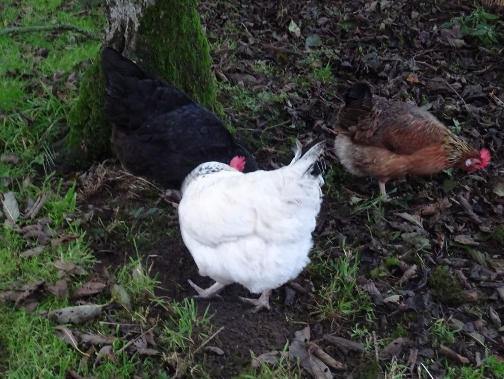 ChickensGreen's tweet photo. The hens love rummaging around in all the fallen autumn leaves. It keeps them busy and active all day long. 🐓🐓🐓🐓🐓🐓
#HappyHens #TheGoodLife #Chickens #Hens #FreeRange #ChickenKeeper #Smallholding #henkeeper #ChickenWorld #LifeOfAChicken #Smallholder #GreenAcreCottageChickens https://t.co/j8x2PYEqQl