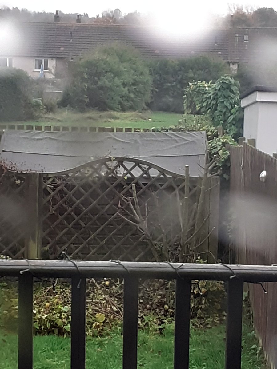 dragontatlisa's tweet photo. Move over Monty Don!! Pear tree cut back for next year's harvest....and I am half droont.....sake....🙄😜 #skills #giantscissors https://t.co/sqWjDGVXev