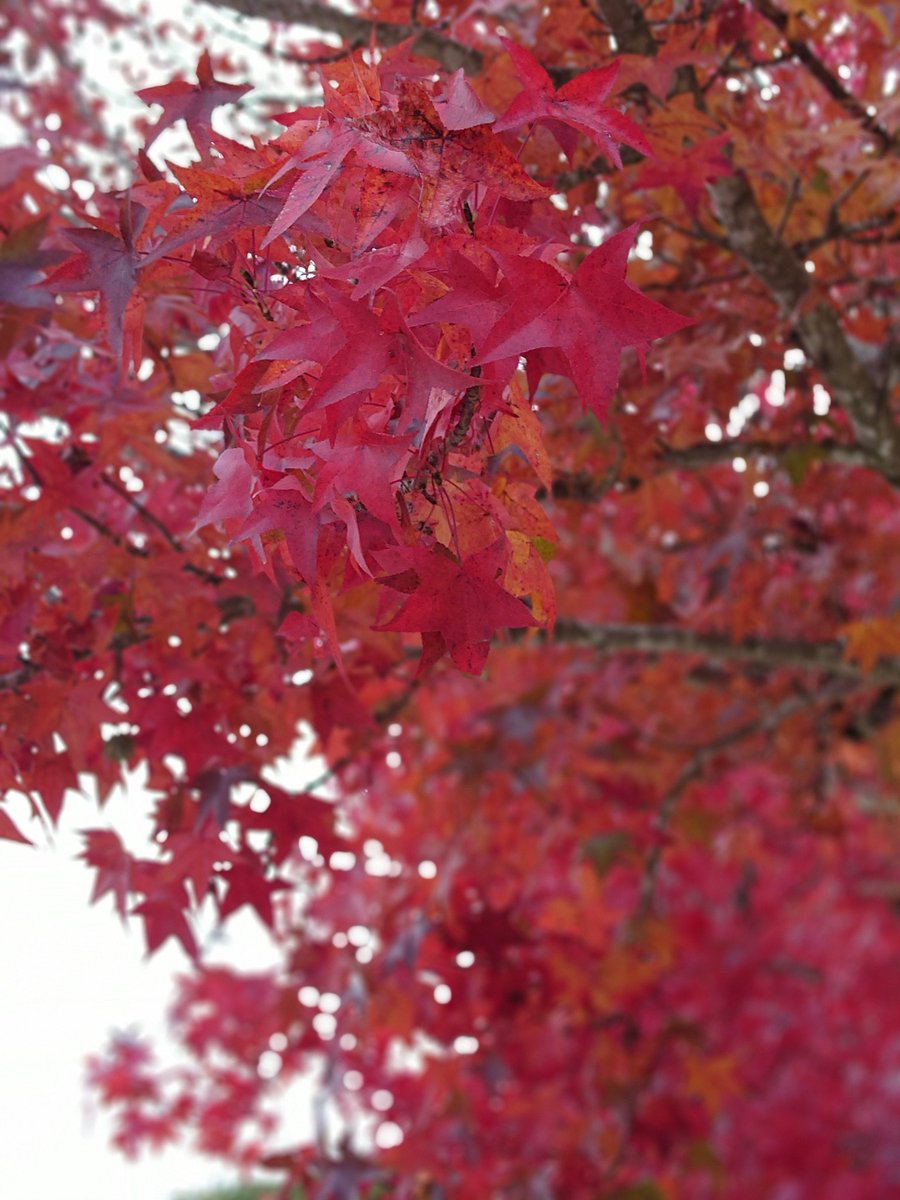 PA_girlsyakyu's tweet photo. 今日は神戸サンダースさんと合同練習でした。
とても紅葉が綺麗なグラウンドでした🍁

明日は履正社箕面グラウンドで関西中学生大会です。
気持ち良く試合ができると良いなぁ😌

頑張ります💪

#女子硬式野球 #ピュアエンジェル
#関西 #中学生から大学生
#メンバー大募集中

よろしくお願いします！ https://t.co/IGwfxUz6Rj