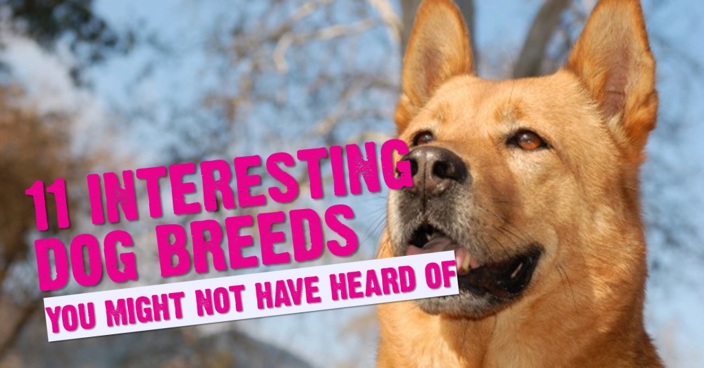 LovingPaws2005's tweet photo. 11 Interesting Dog Breeds You Might Not Have Heard Of https://t.co/wdJK9b7jsn https://t.co/NHXILVkbZA
