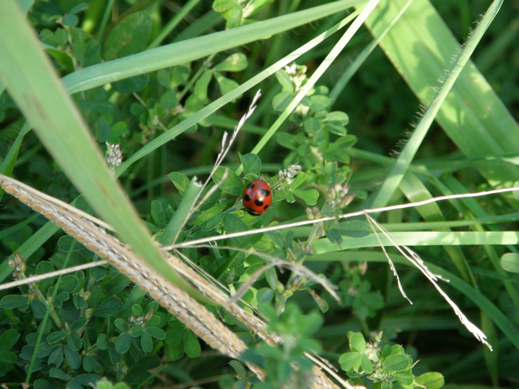 テントウムシ Twitter Search Twitter