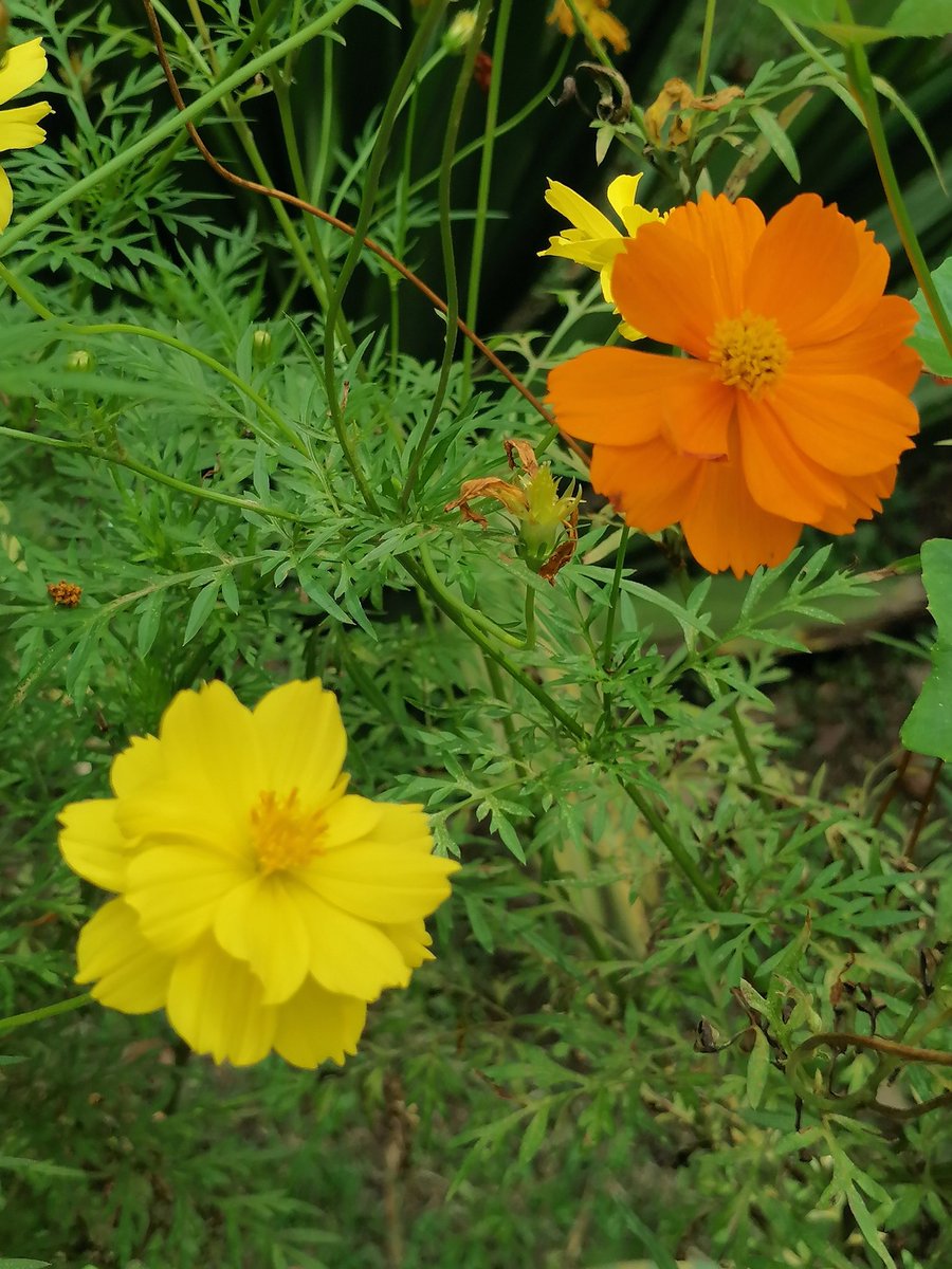 <a href="/Celiawood18/">🌱Celia Wood</a> These 2 are the most common cosmos variant here in our place. 😊👌