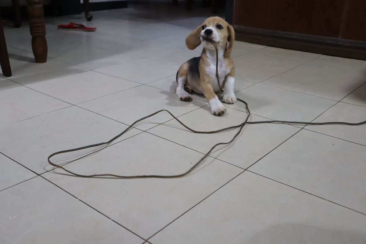 pupperoons tweet picture