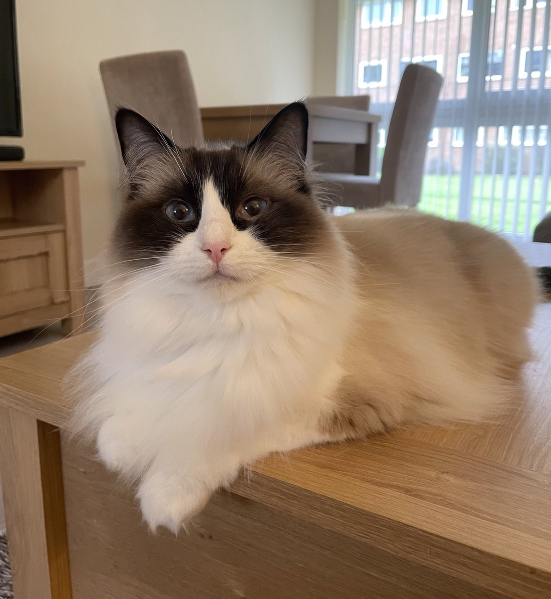 missbellaragdo1's tweet photo. Happy #Caturday all my fabulous friends 💕 https://t.co/R2r1NNsAxw