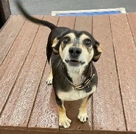 SoCAL MISSING DOG ALERT: Spike is lost at Keswick and Fox Hills in Century City. He’s chipped: 956000012386627. If you’ve seen or found him please phone 800-252-7894 and PLEASE RT SPIKE!