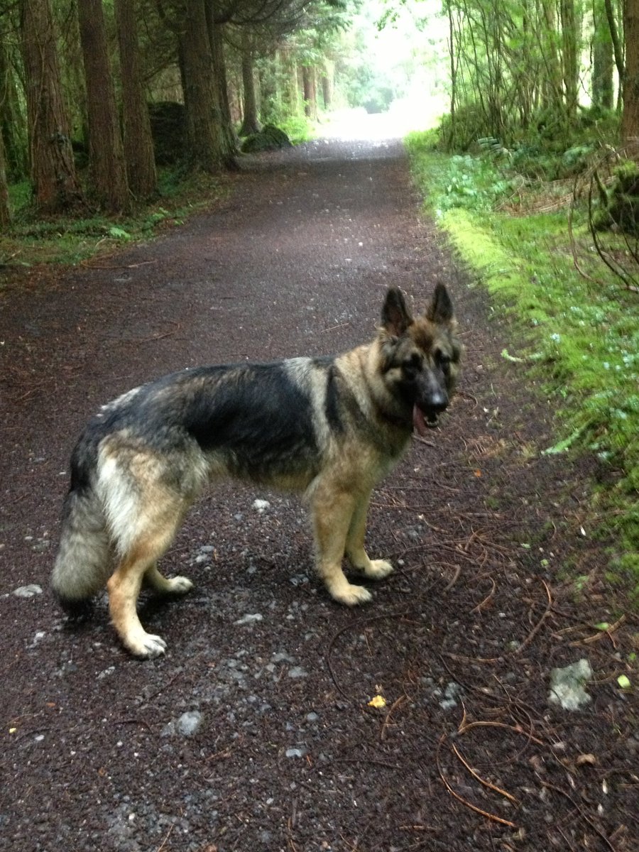 @peggy_spaniel You are so smart cookie Peggy! 💓☘️🐕