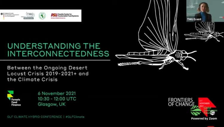 What's the link between the current desert locus crisis and #climatechange? 🔴A 1 km2 swarm can consume as much food as 33,000 people in one day. Discover the causes and possible pathways to mitigate this crisis at #GLFClimate #COP26